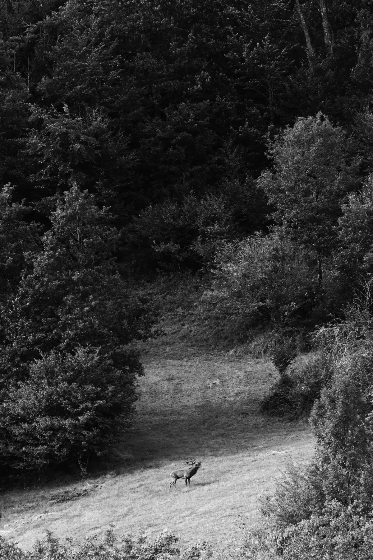 Cerf élaphe en Auvergne