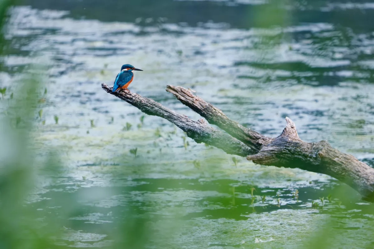 Martin-pêcheur à Chenonceau