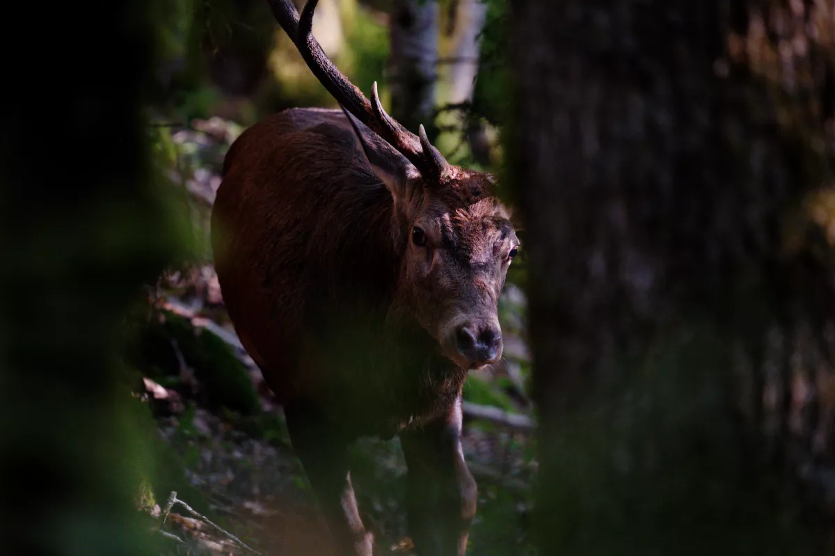 Cerf élaphe en Auvergne