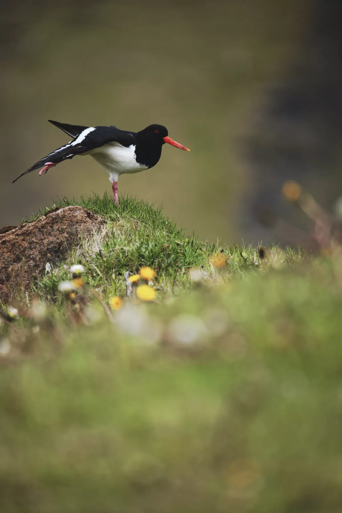 Huîtrier pie en Islande