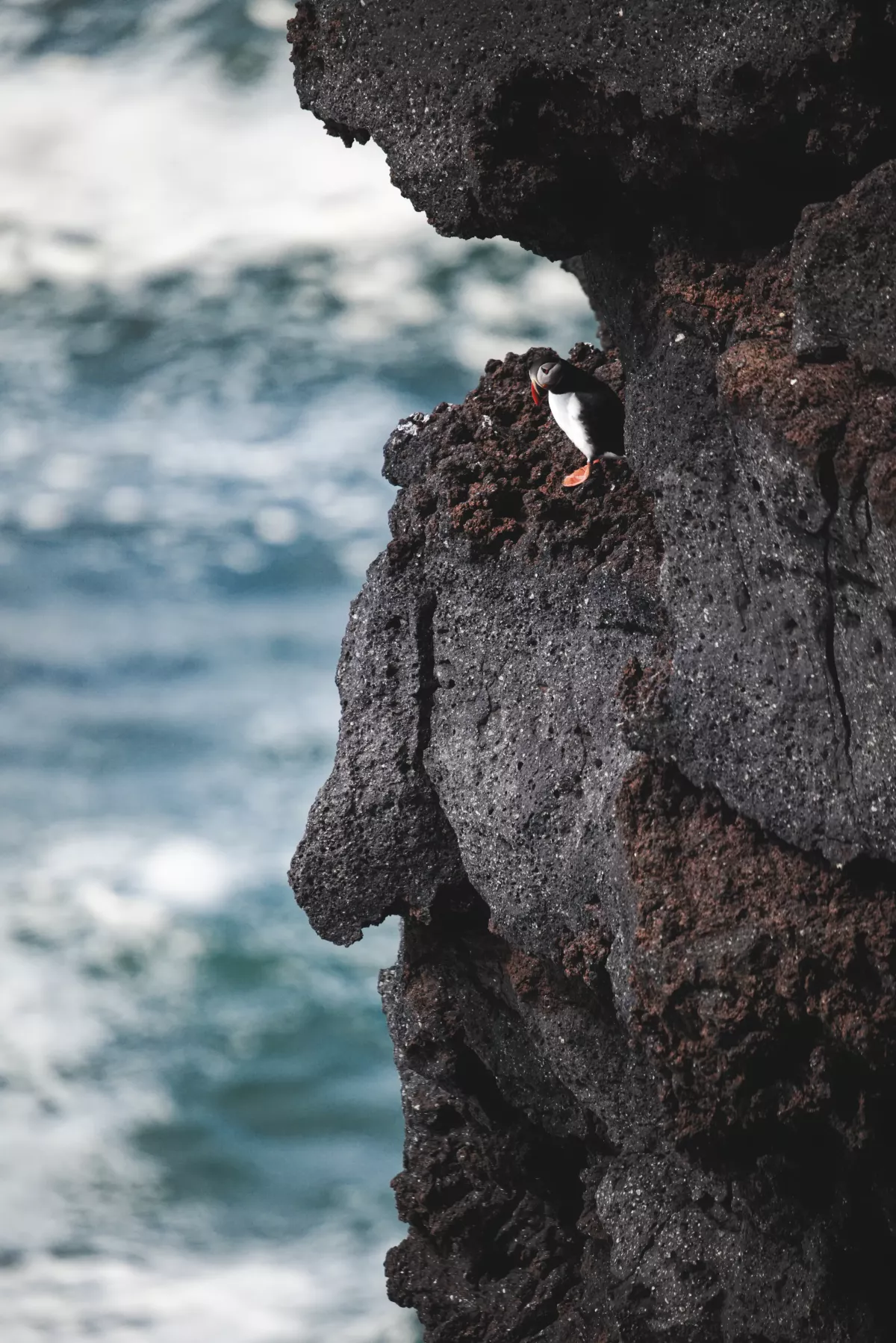 Macareux moine en Islande