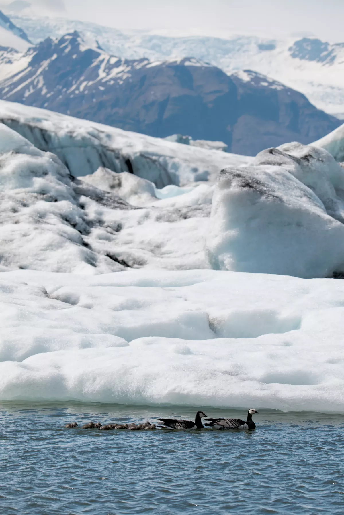 Couple de Bernaches nonettes en Islande