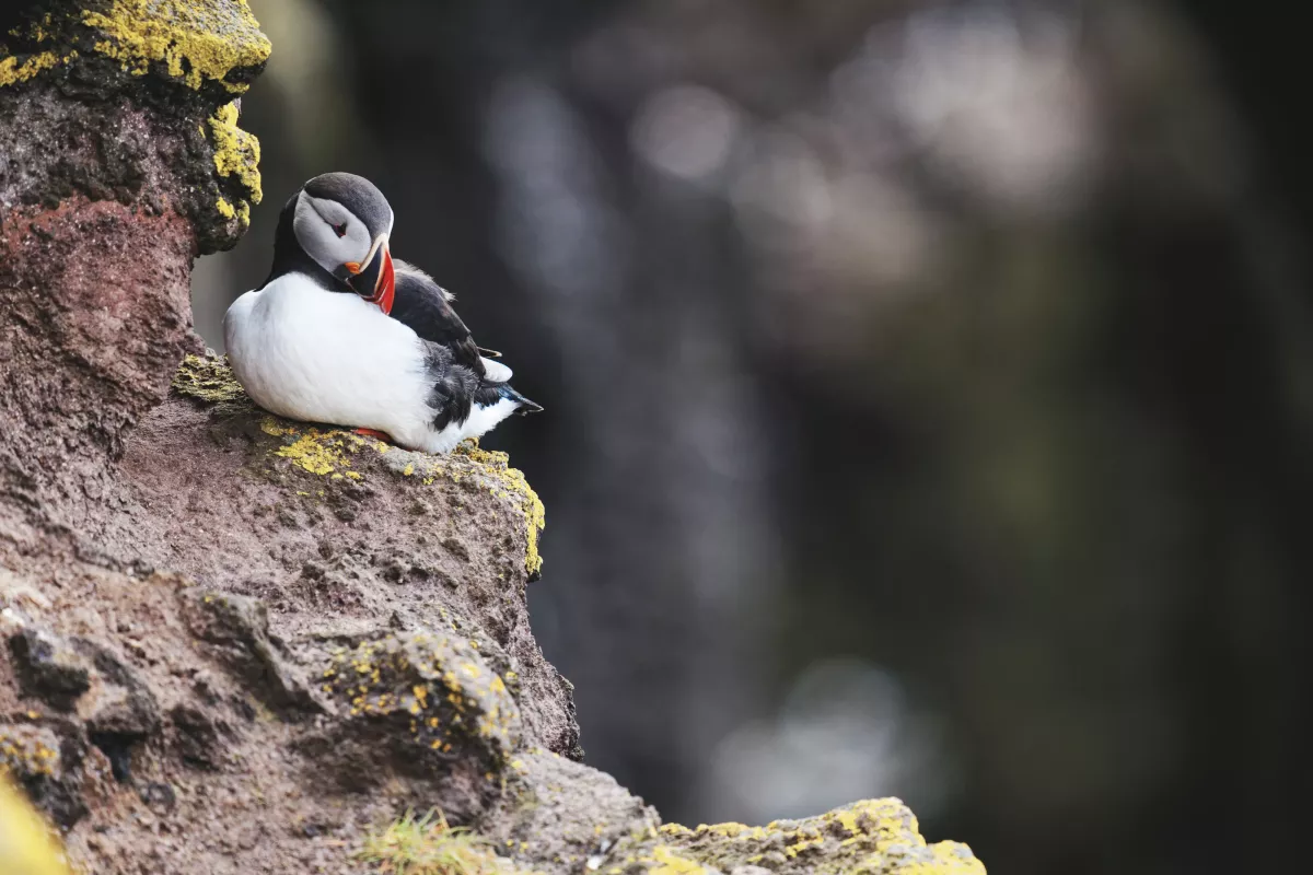 Macareux moine en Islande