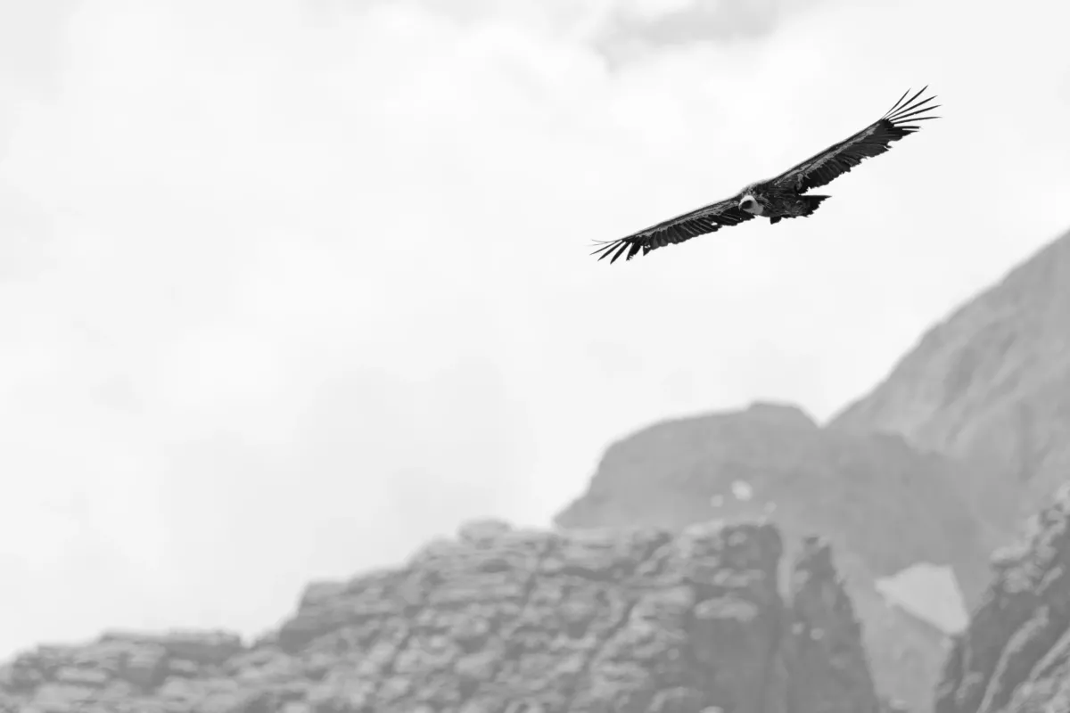Vautour fauve à Gavarnie
