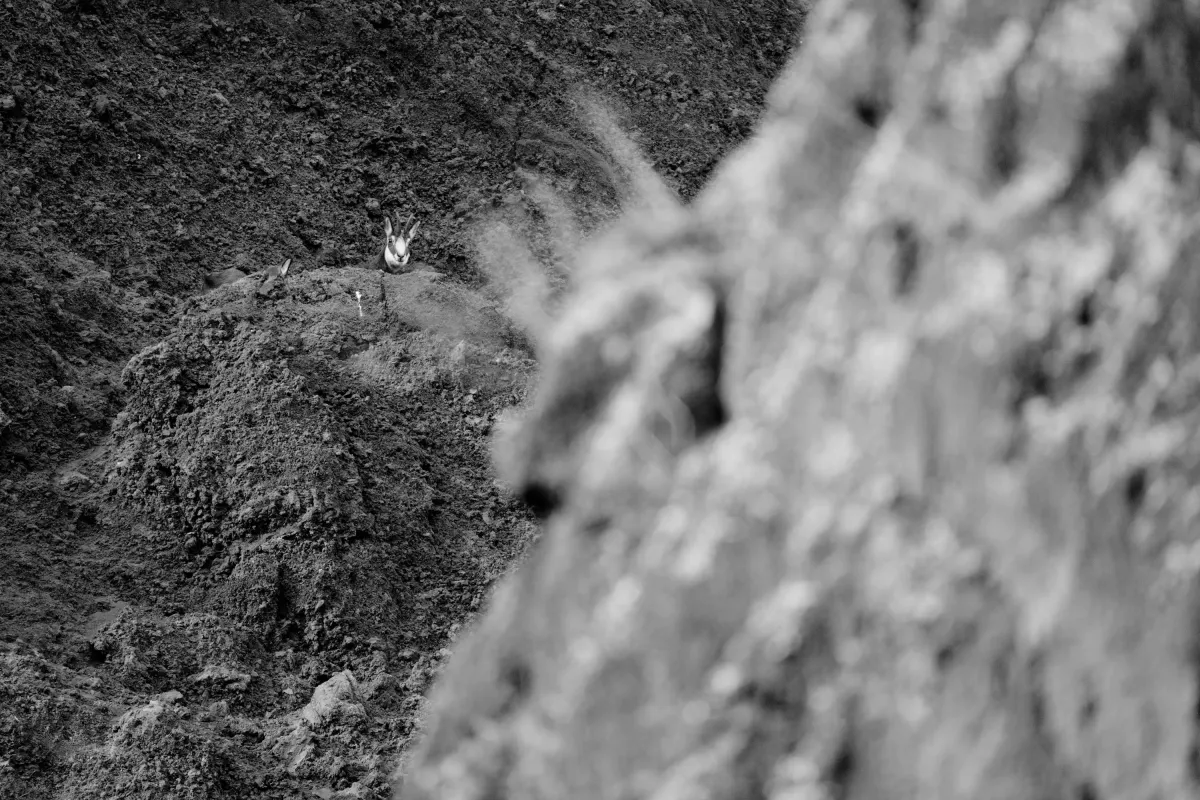 Chamois en Auvergne