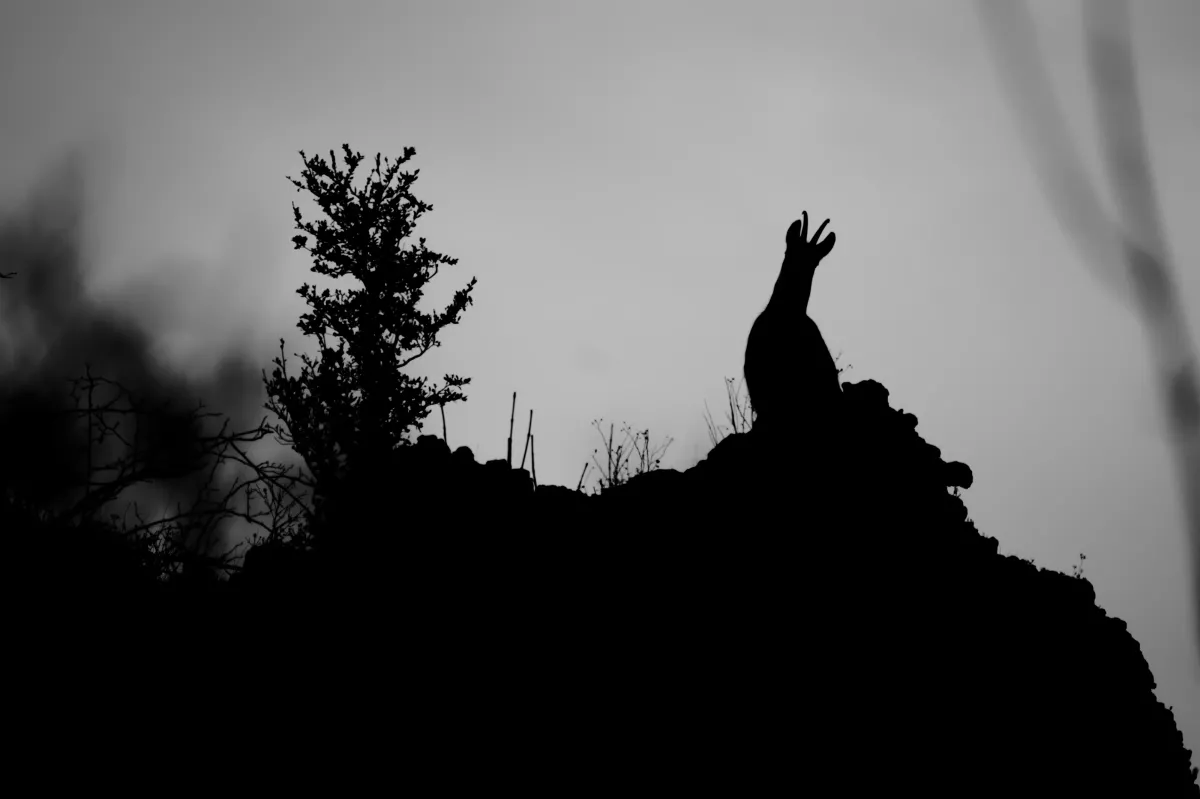 Chamois en Auvergne