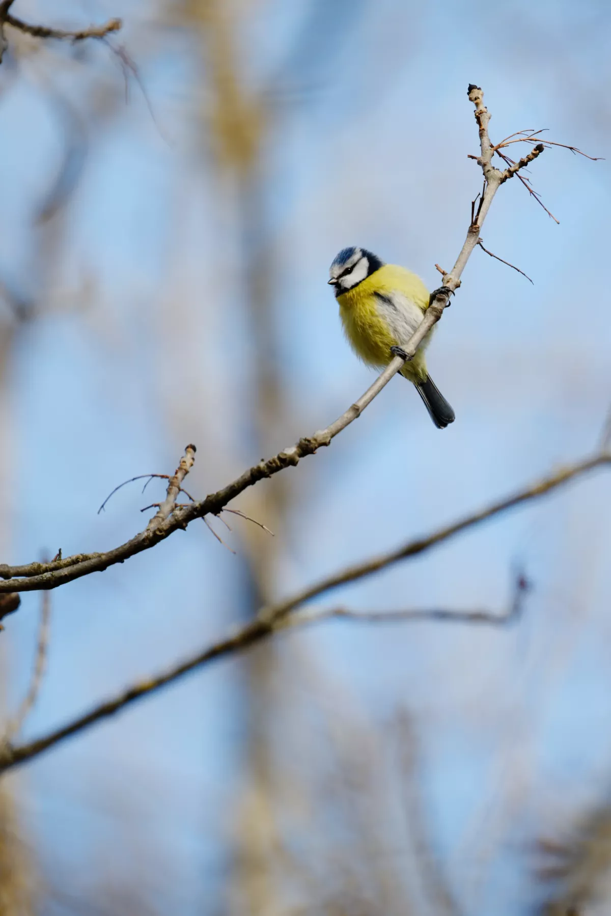 Mésange bleue en Auvergne