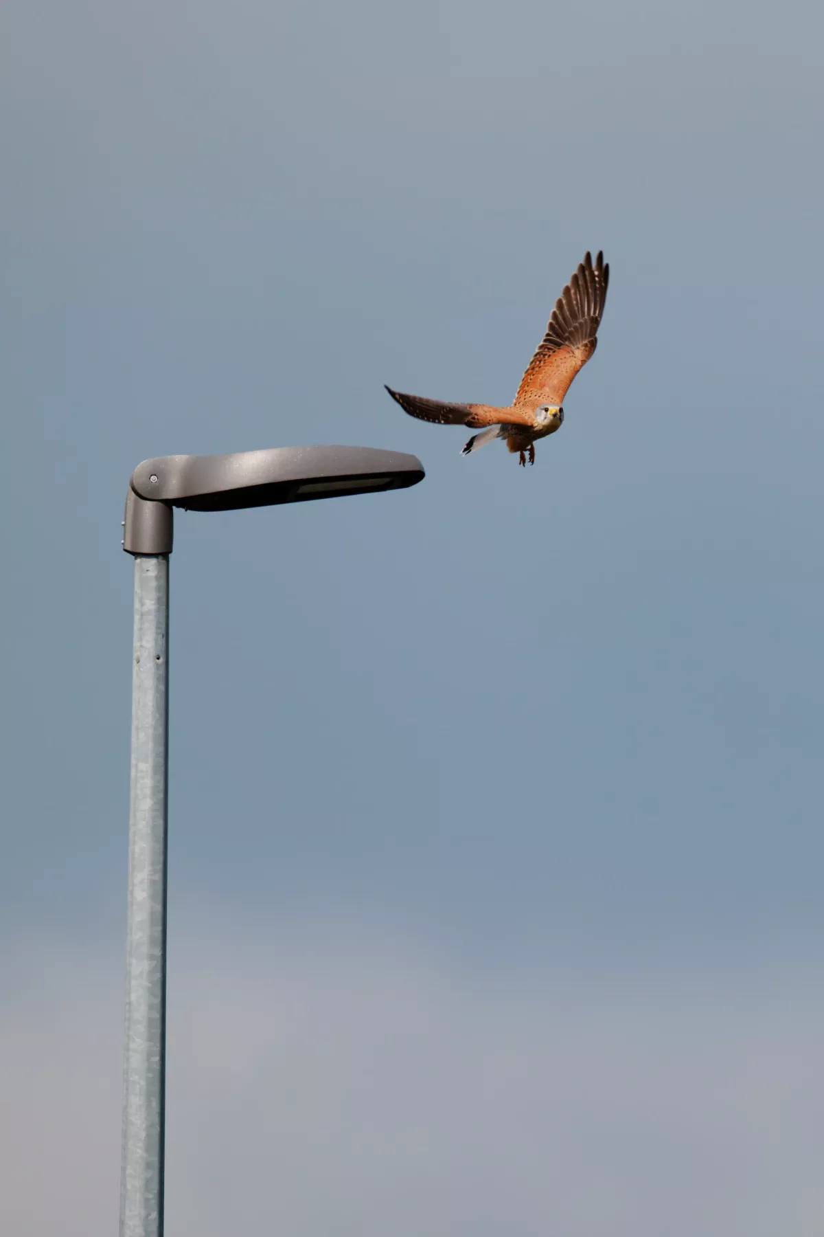 Faucon crécerelle en Auvergne