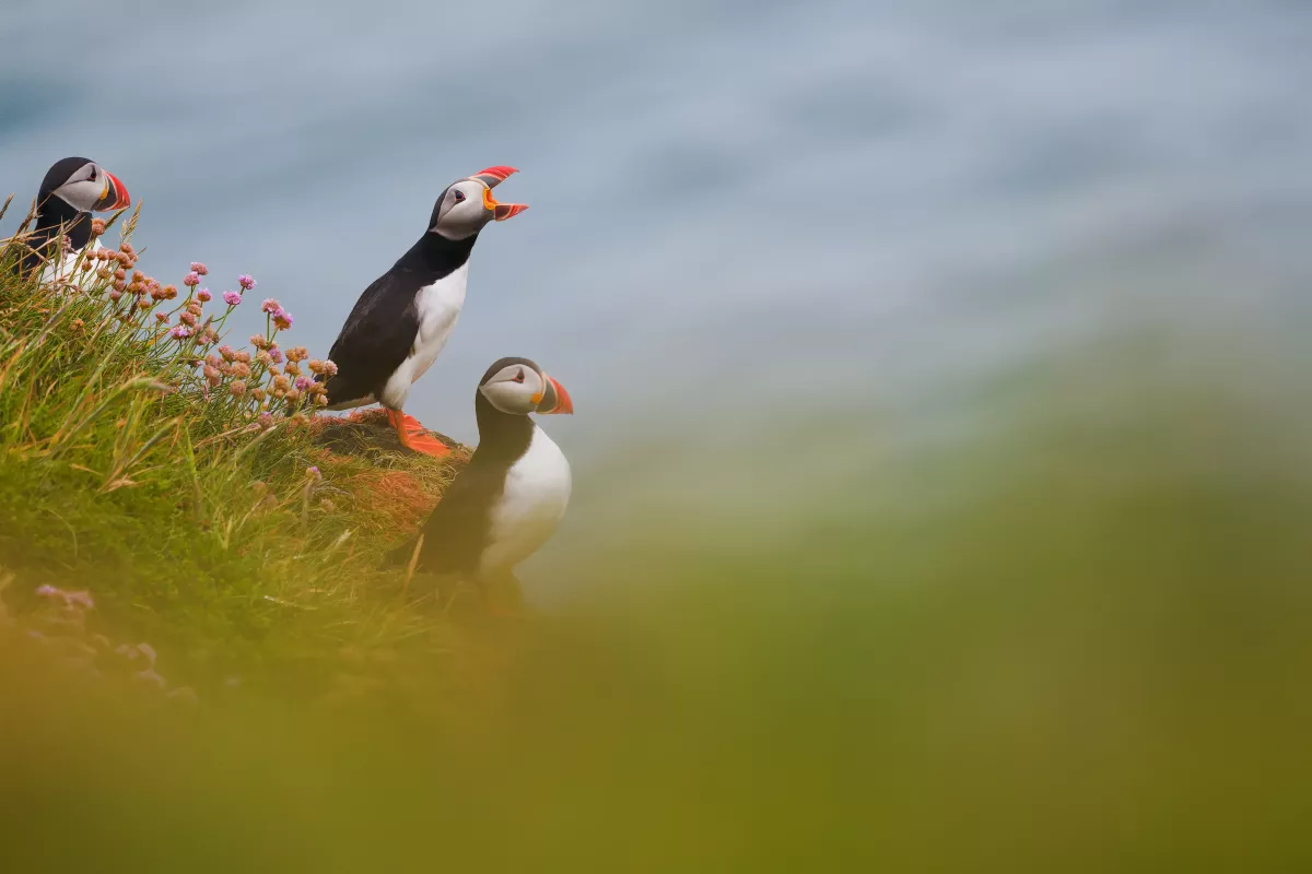 Macareux moines en Islande