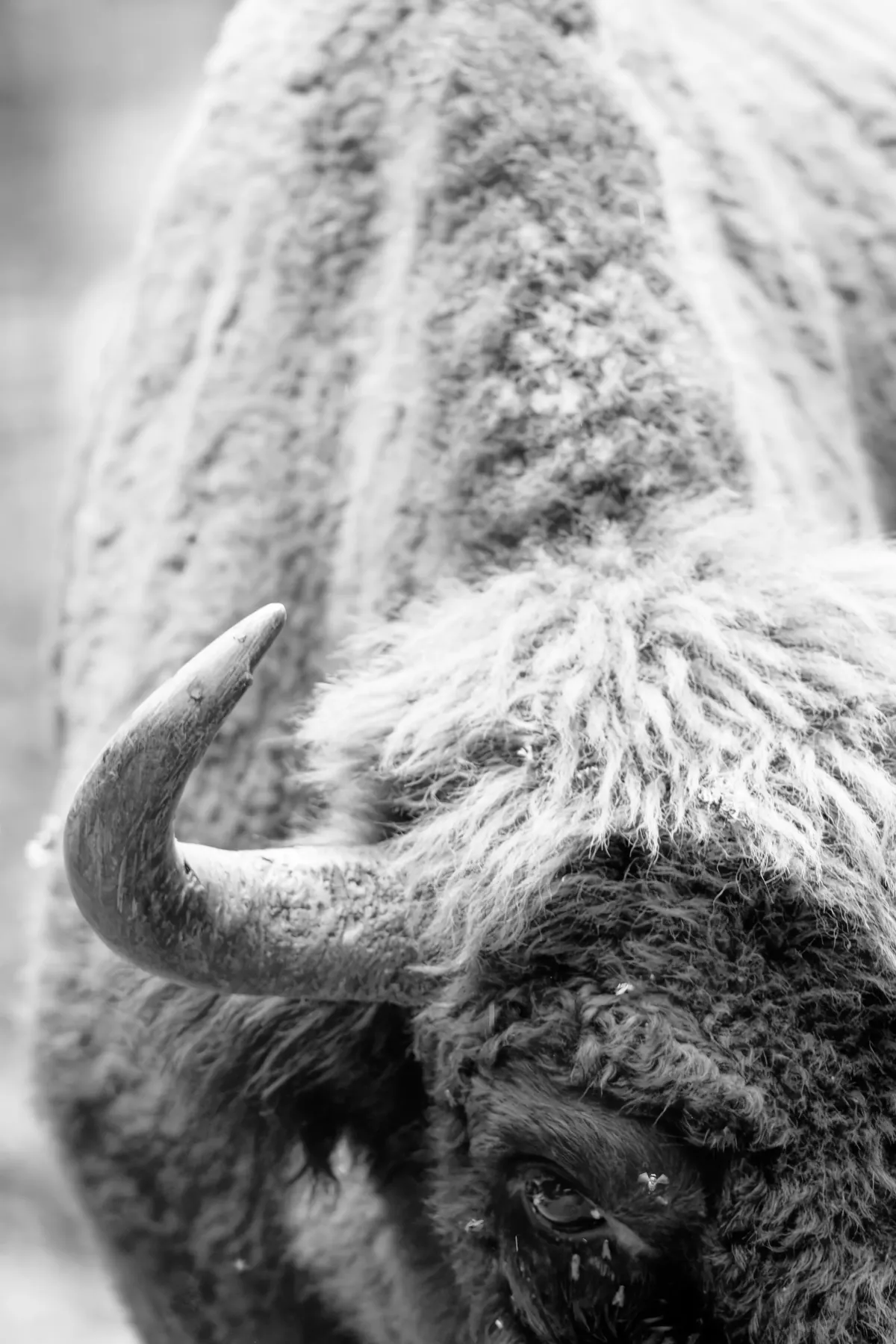 Bison européen en Lozère