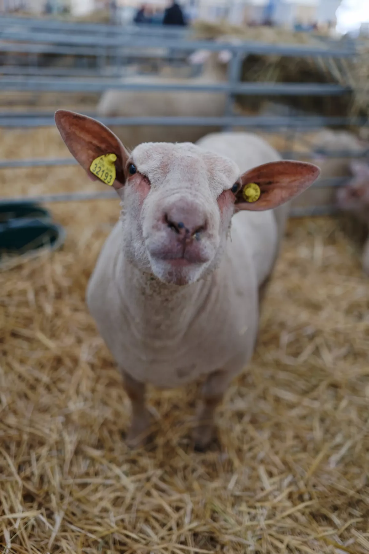 Mouton Mouton au Sommet de l'élevage