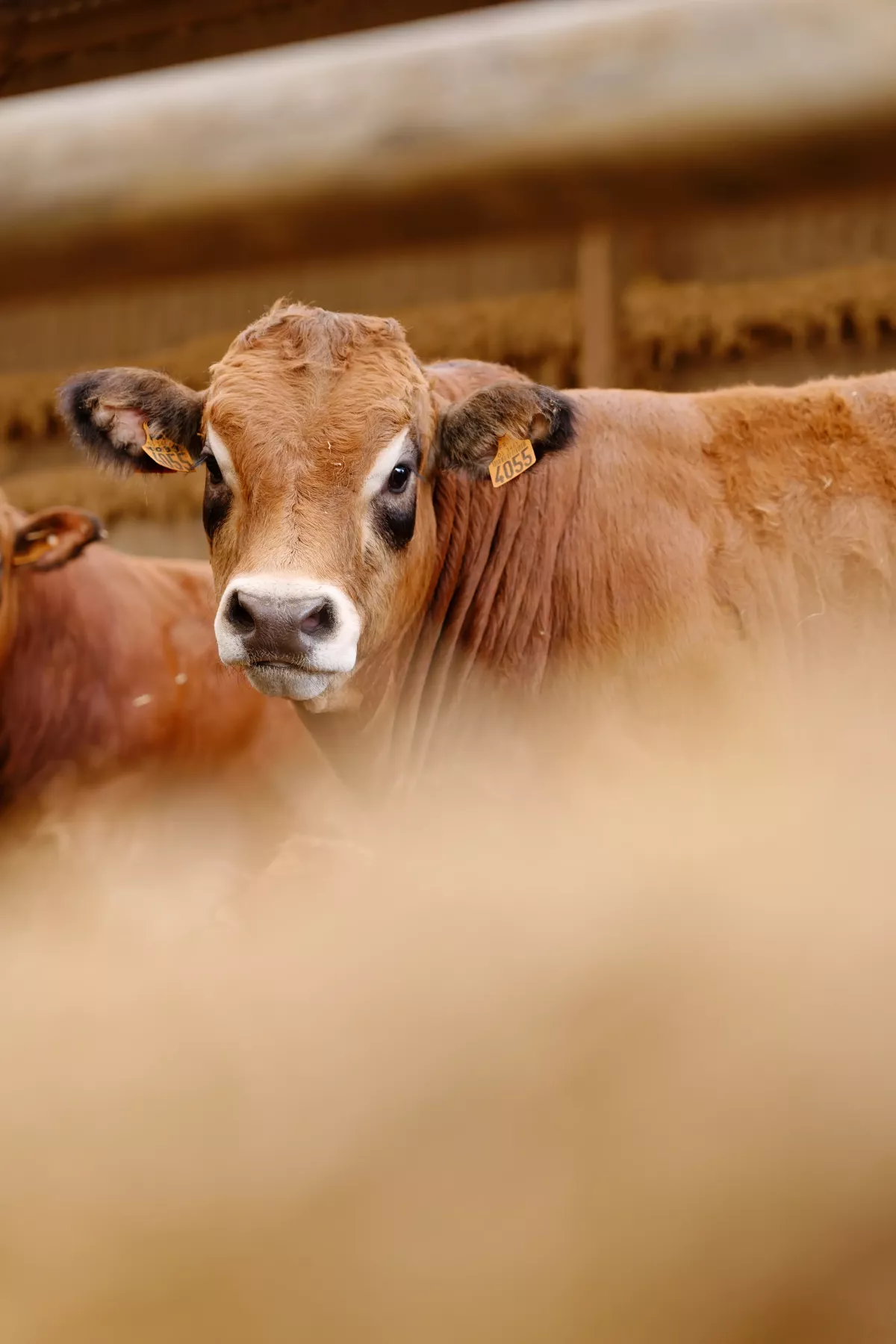Vache parthenaise Vache parthenaise en Auvergne