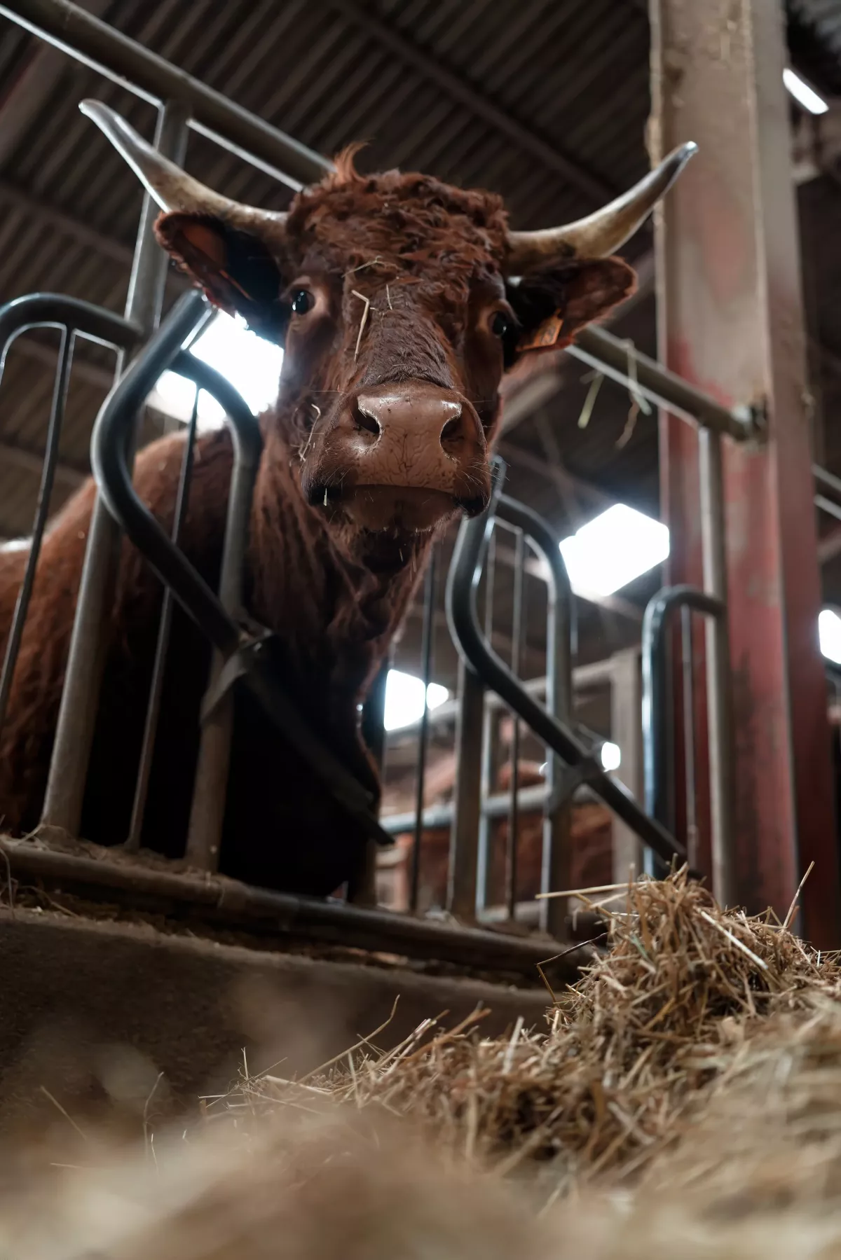 Vache salers Vache salers en stabulation